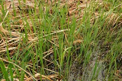 Carex acutiformis