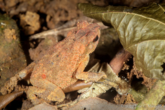 Ingerophrynus parvus