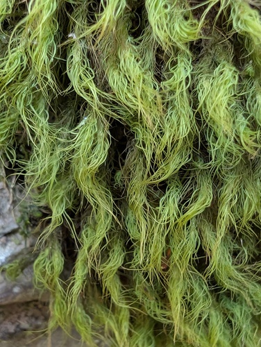 Bartramia halleriana observed 2026-08-01