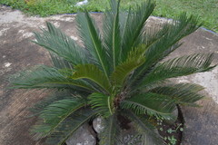Dioon