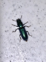Temnoscheila acuta