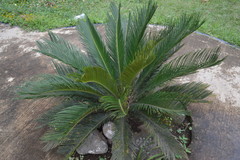 Dioon