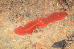 Limnostylochus