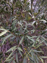 Blepharocalyx salicifolius