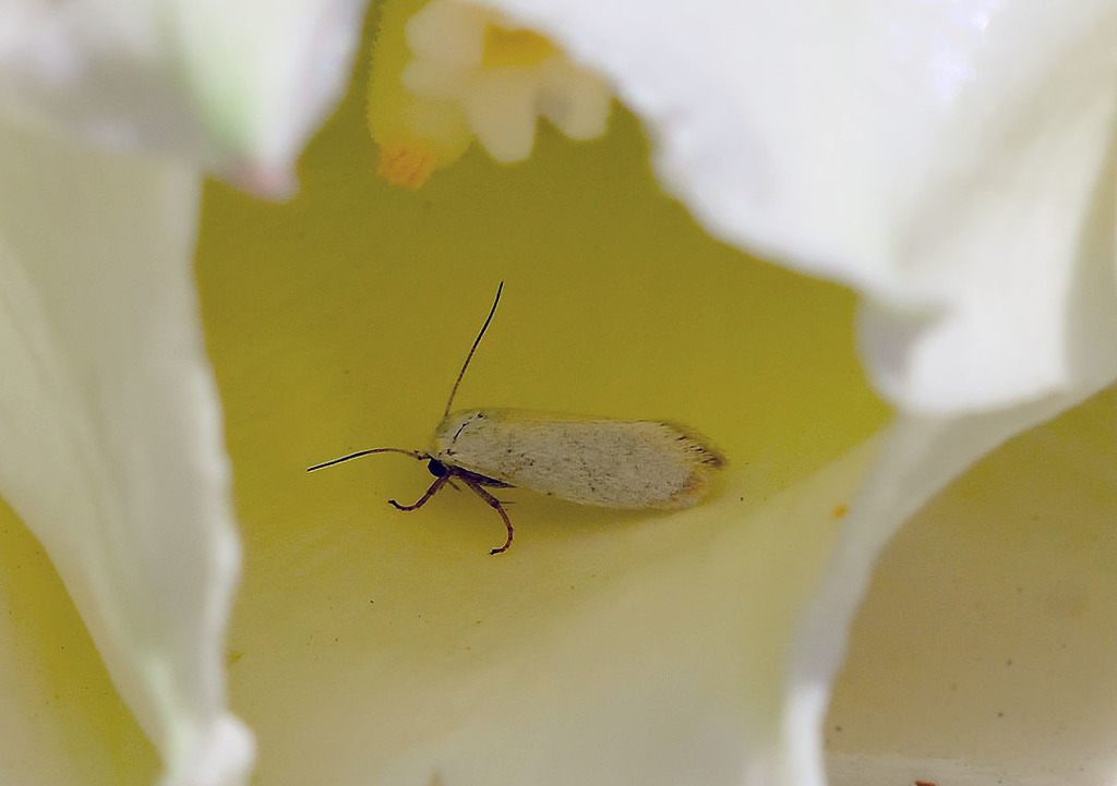 Soaptree yucca moth