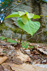Trillium erectum erectum