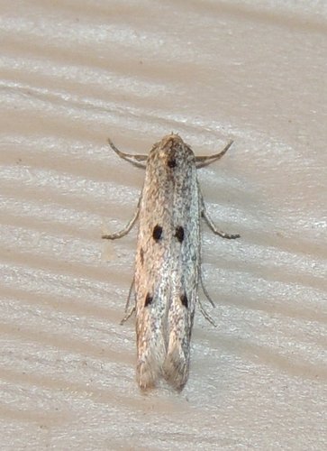 Blastodacna bicristatella