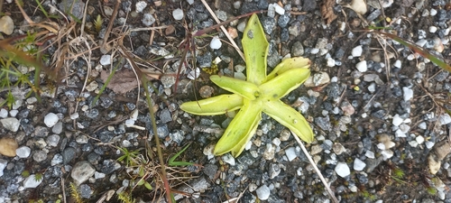 Common Butterwort