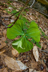 Trillium erectum erectum
