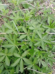 Potentilla chrysantha