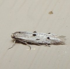 Blastodacna bicristatella