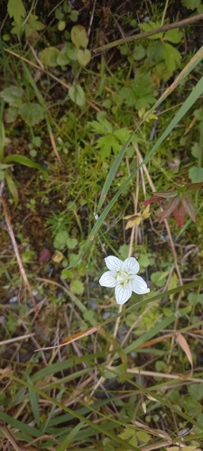 marsh grass-of-Parnassus