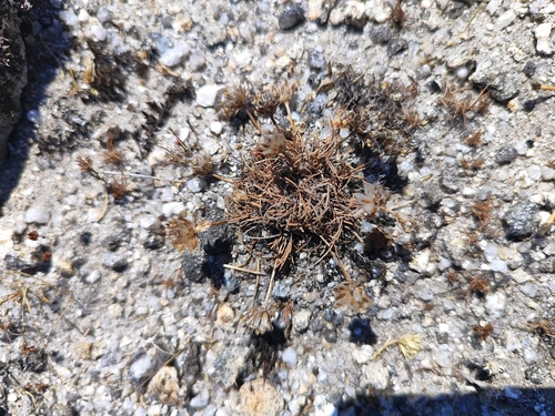 Armeria humilis, photograph 1