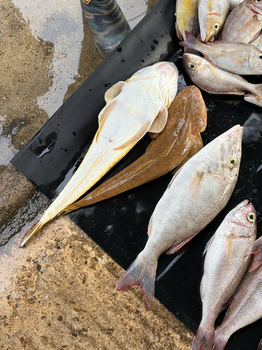 Platycephalus indicus observed 2026-08-11