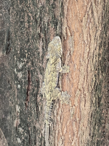 Cambodian Flying Gecko