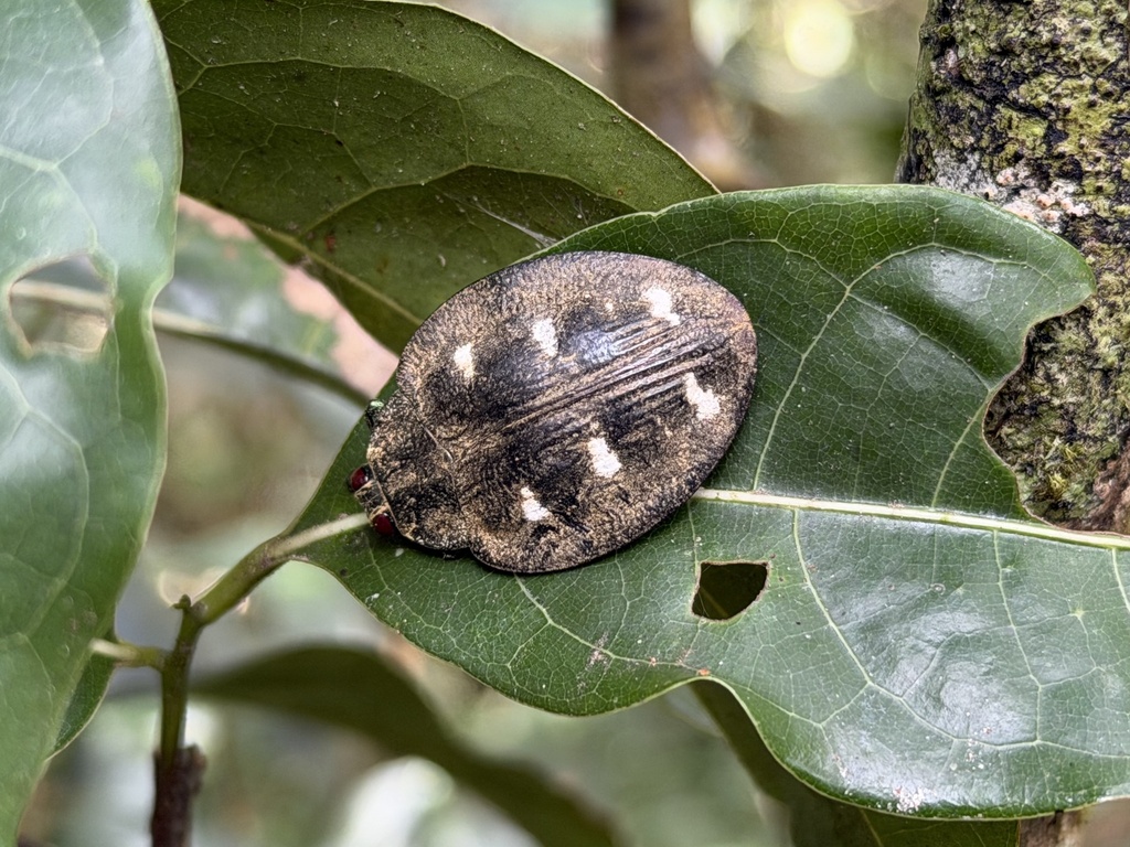Polybothris auriventris