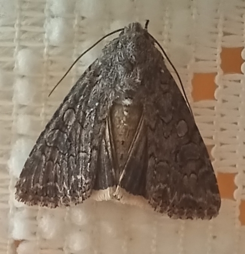 Nutmeg Moth