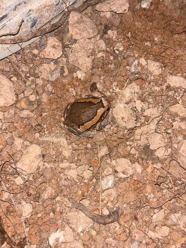 Asian Painted Frog