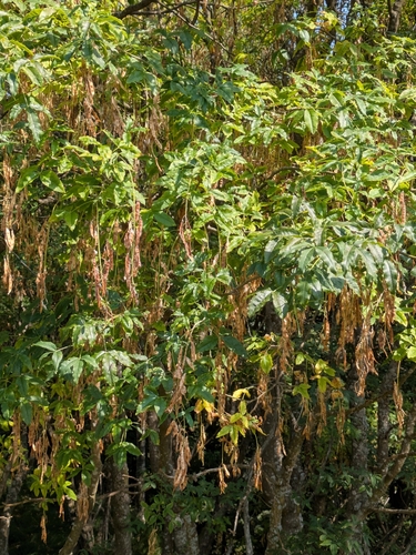 Laburnum alpinum, 2026-08-11