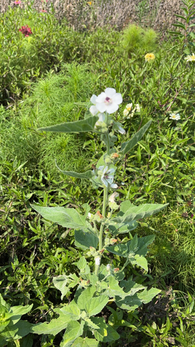marsh mallow