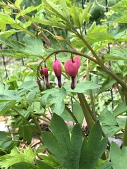 Lamprocapnos spectabilis