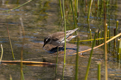Cinclodes albiventris