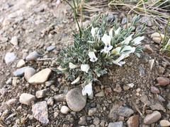 Astragalus gilviflorus