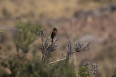 Diglossa brunneiventris