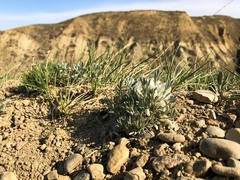 Astragalus gilviflorus