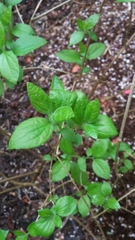 Philadelphus lewisii