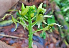 Malaxis lepanthiflora