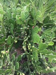 Opuntia arechavaletae