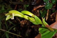 Psilochilus macrophyllus