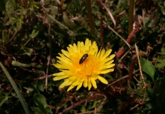 Acmaeodera tubulus