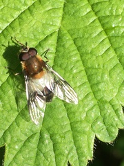 Leucozona lucorum