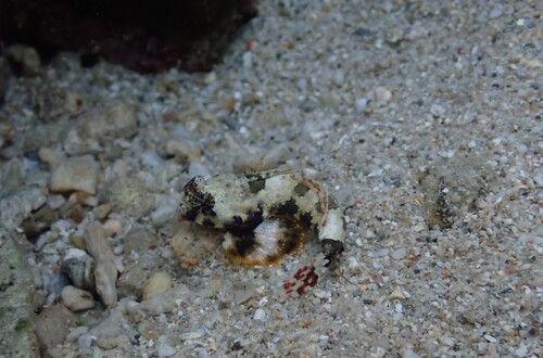 Neosynchiropus ocellatus observed 2026-07-22