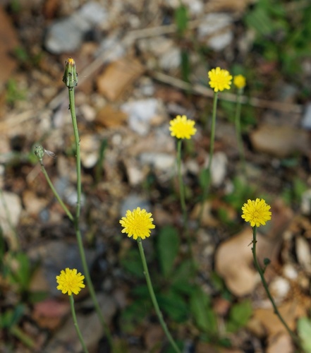 Hypochaeris glabra — drought tolerant houseplant