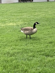 Branta canadensis
