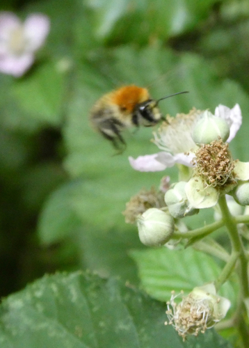 Ackerhummel