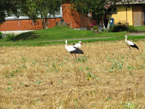 White Stork