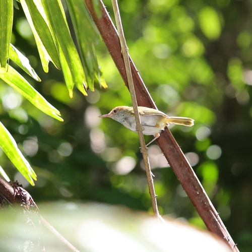 Dark-necked Tailorbird
