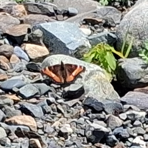 Milbert's Tortoiseshell