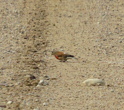 Eurasian Linnet