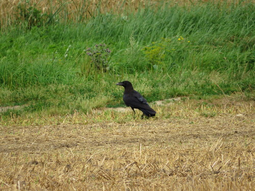 Common Raven