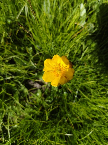 Trollius yunnanensis observed 2026-08-11