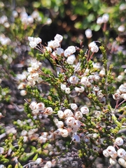 Erica umbellata, photograph (c) João Lima, some rights reserved (CC BY)