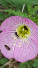 Acmaeodera ornatoides