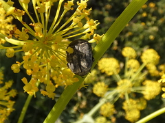 Protaetia morio