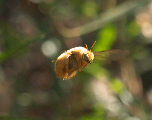 iNaturalist observation photo of Valley Carpenter Bee