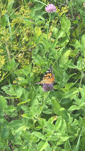 Painted Lady